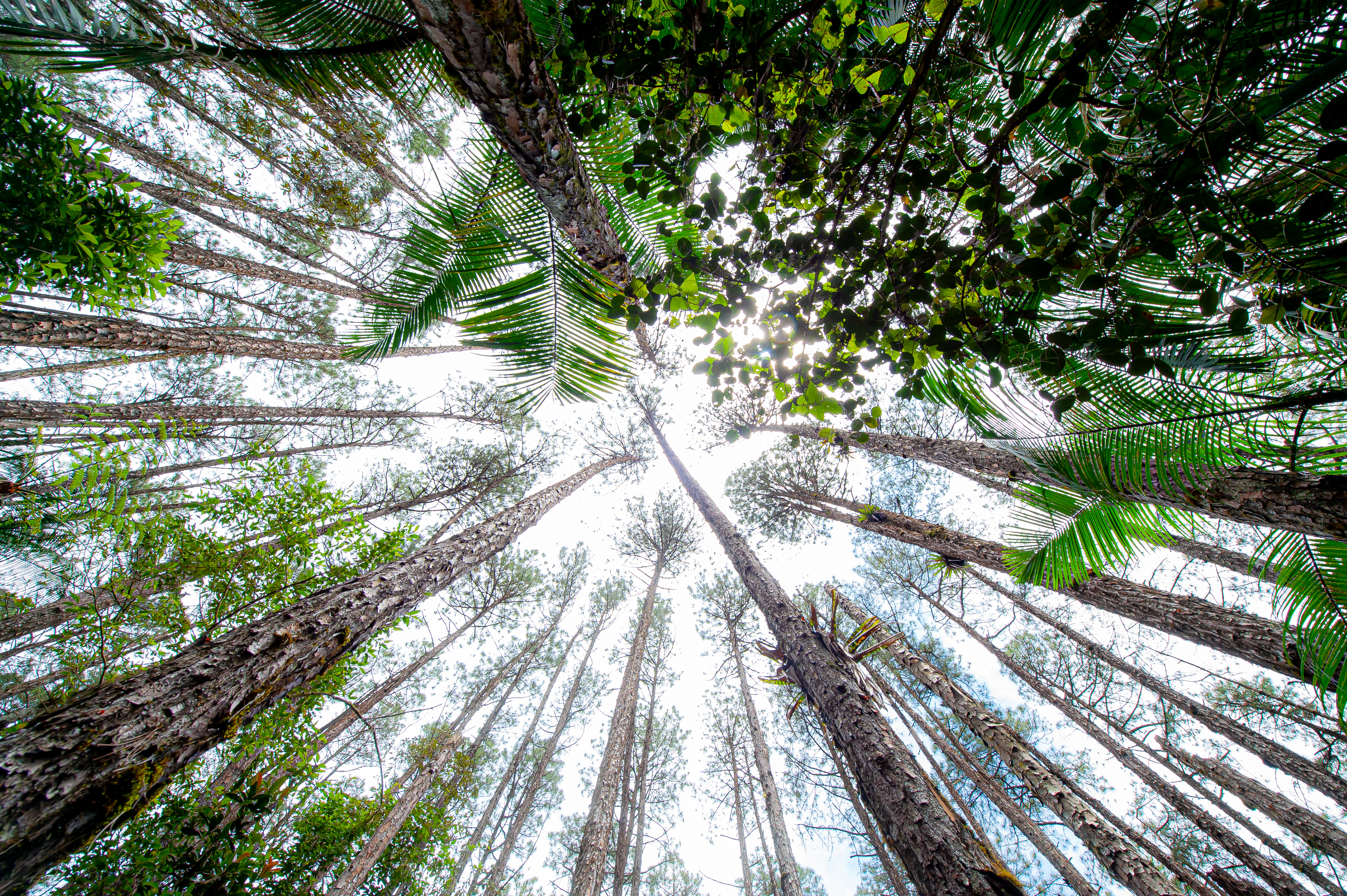 Parque Serra do Mar 32.10.22 Foto Daniel Deak 0449