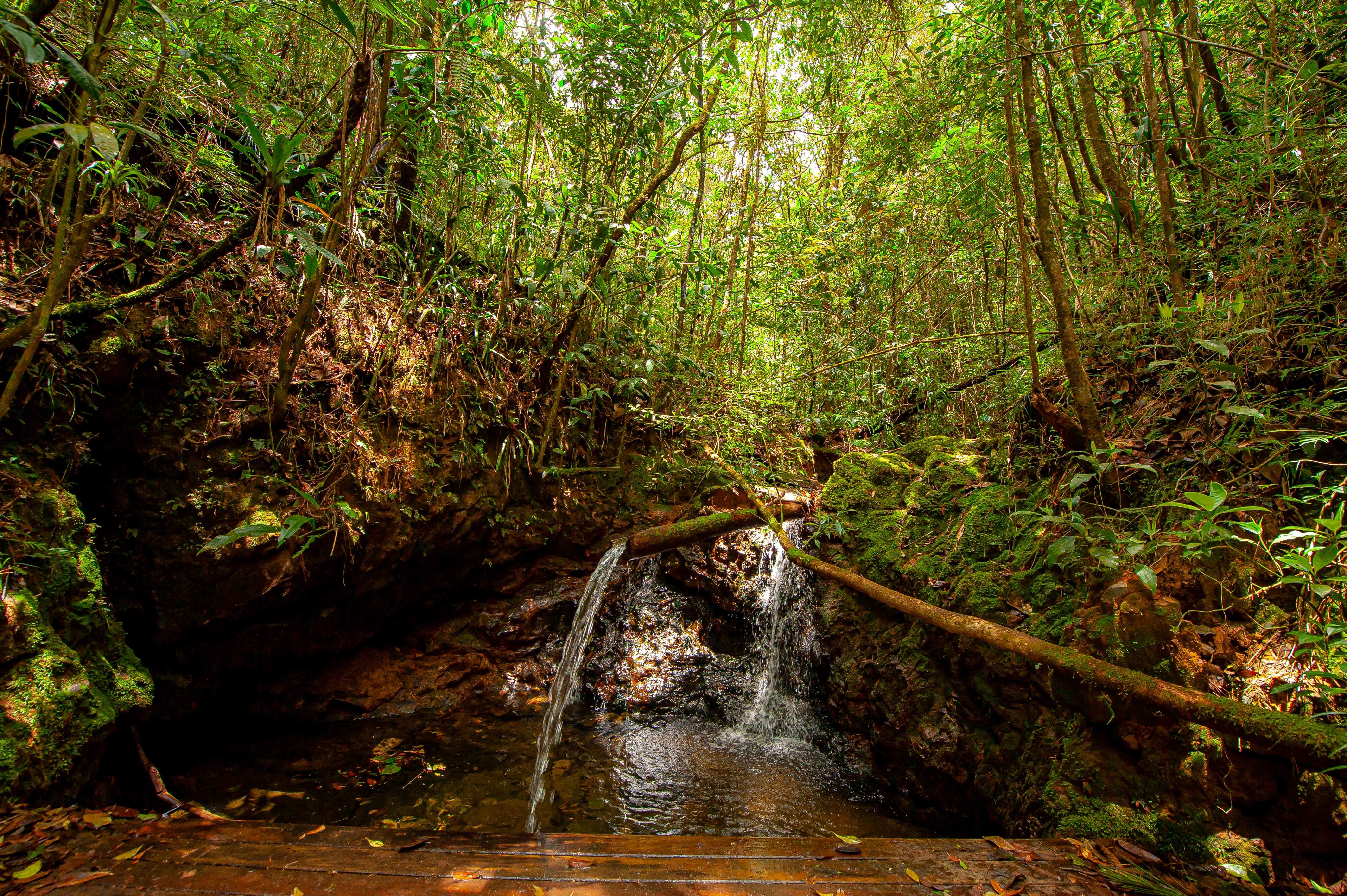 Parque Serra do Mar 32.10.22 Foto Daniel Deak 0596