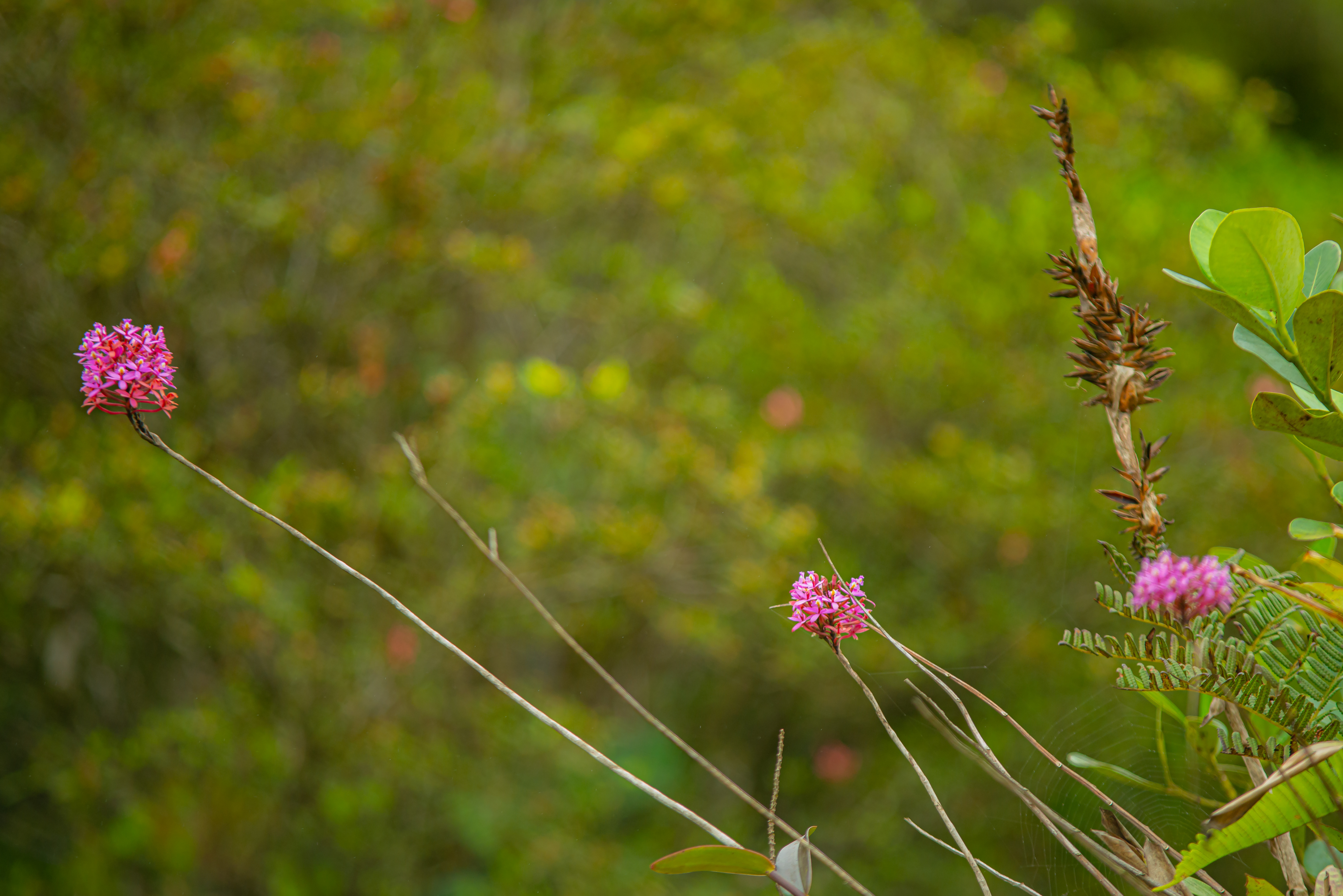 Parque Serra do Mar 32.10.22 Foto Daniel Deak 1000