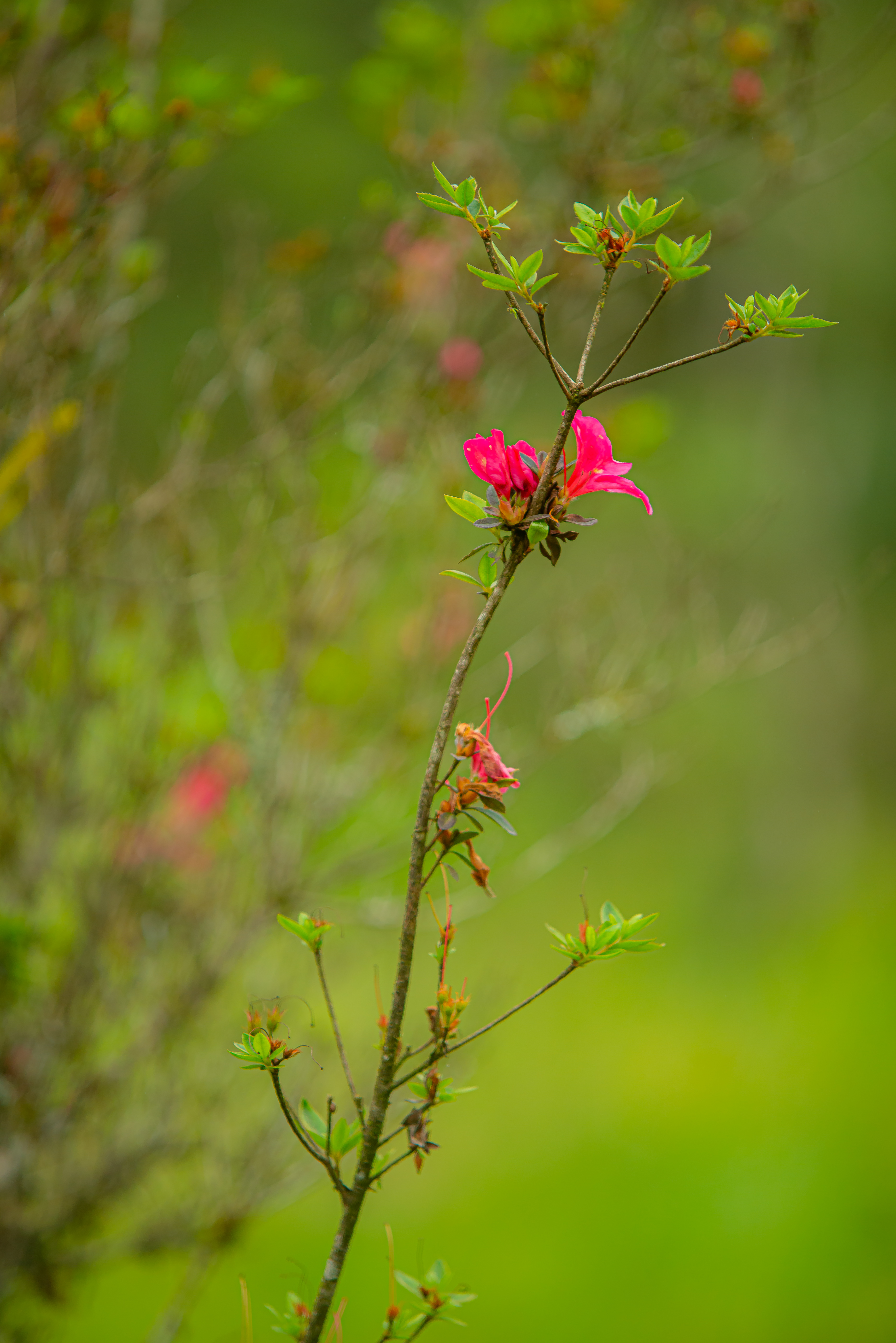Parque Serra do Mar 32.10.22 Foto Daniel Deak 1015