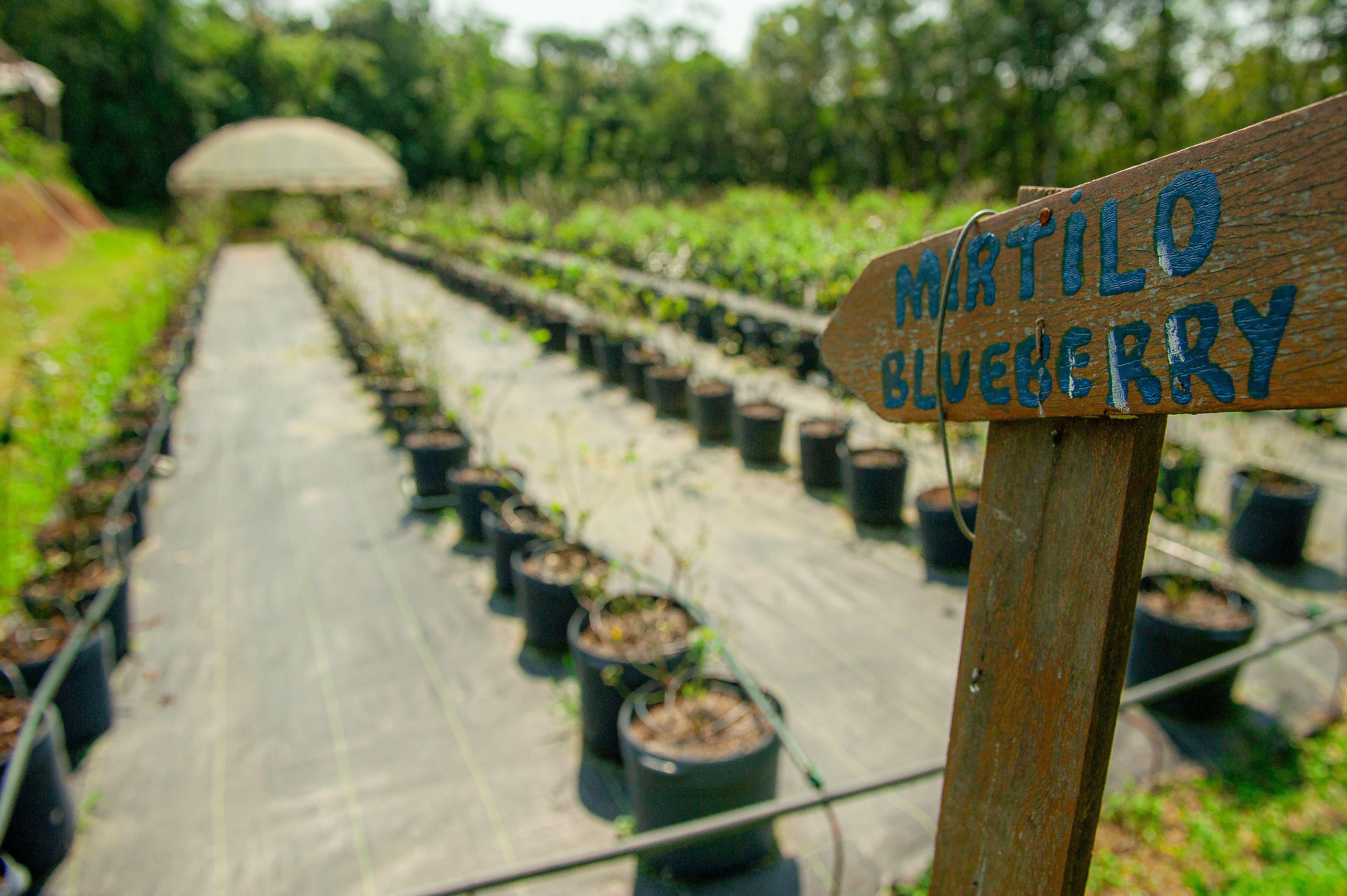 Campo.Verde 24.08.23 fotos.Daniel.Deak 0137