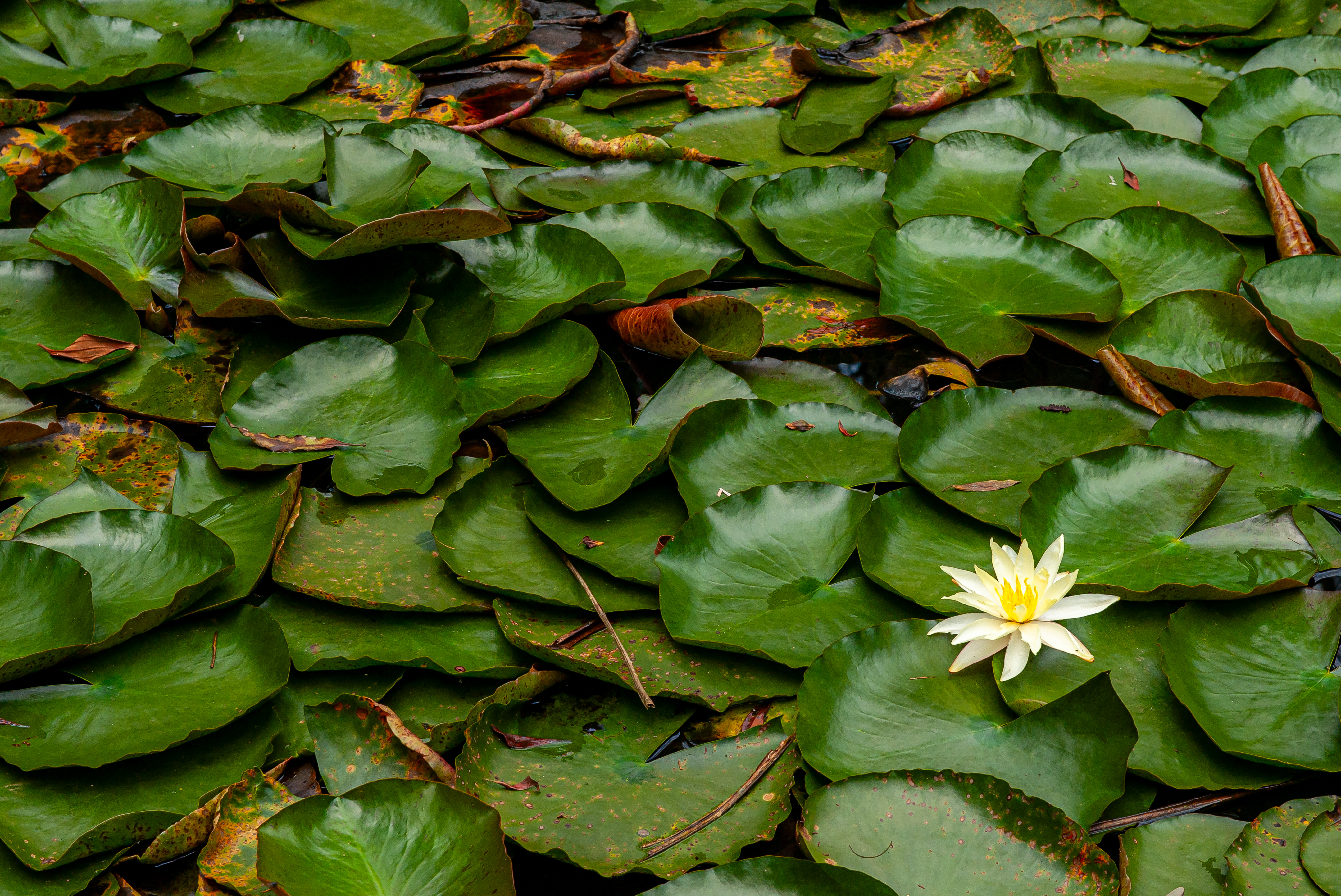 PNM Itaim Veja 120324 Foto DanielDeak 0032