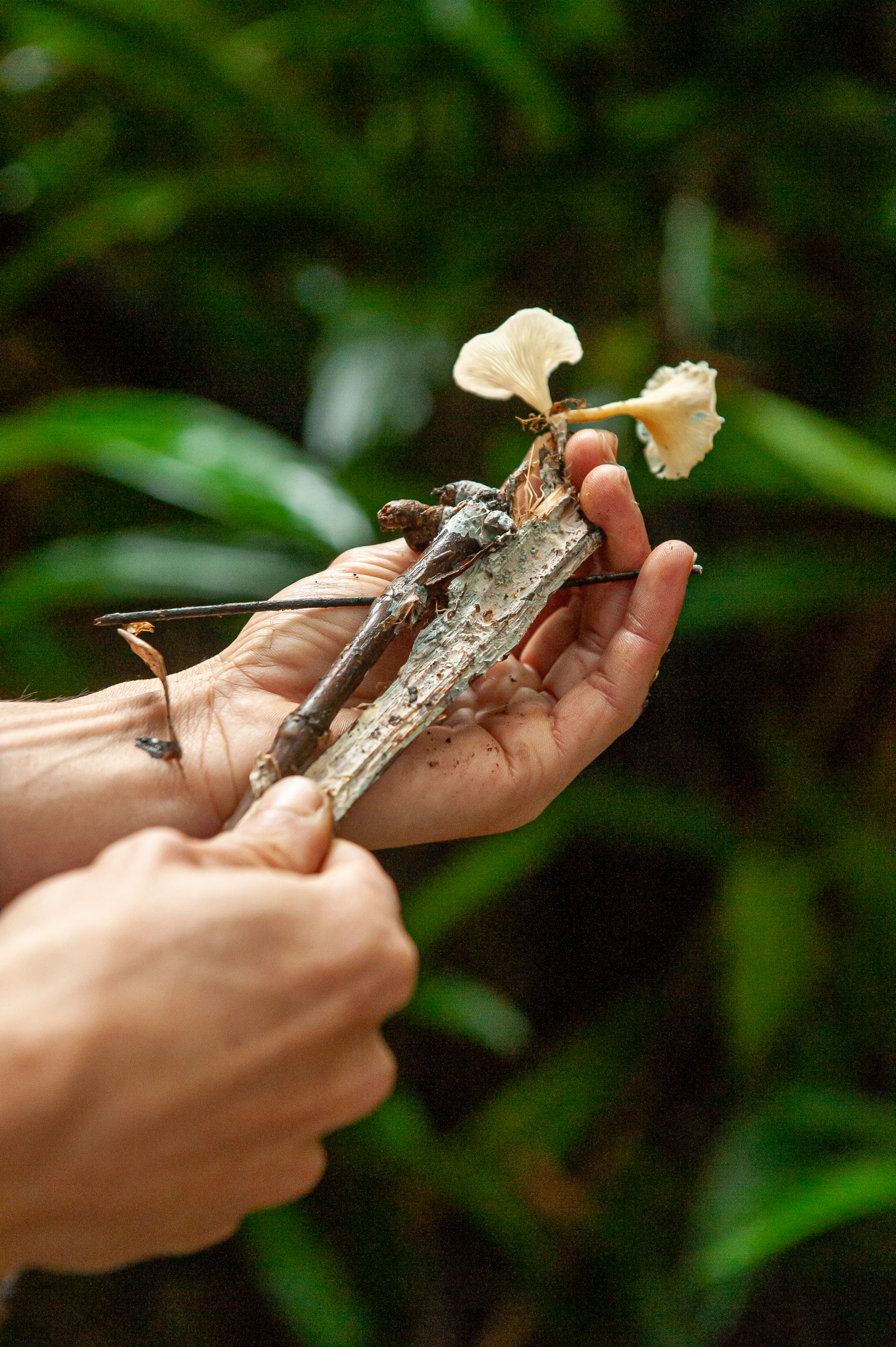 C.Forrageira 040725 foto DanielDeak 0045