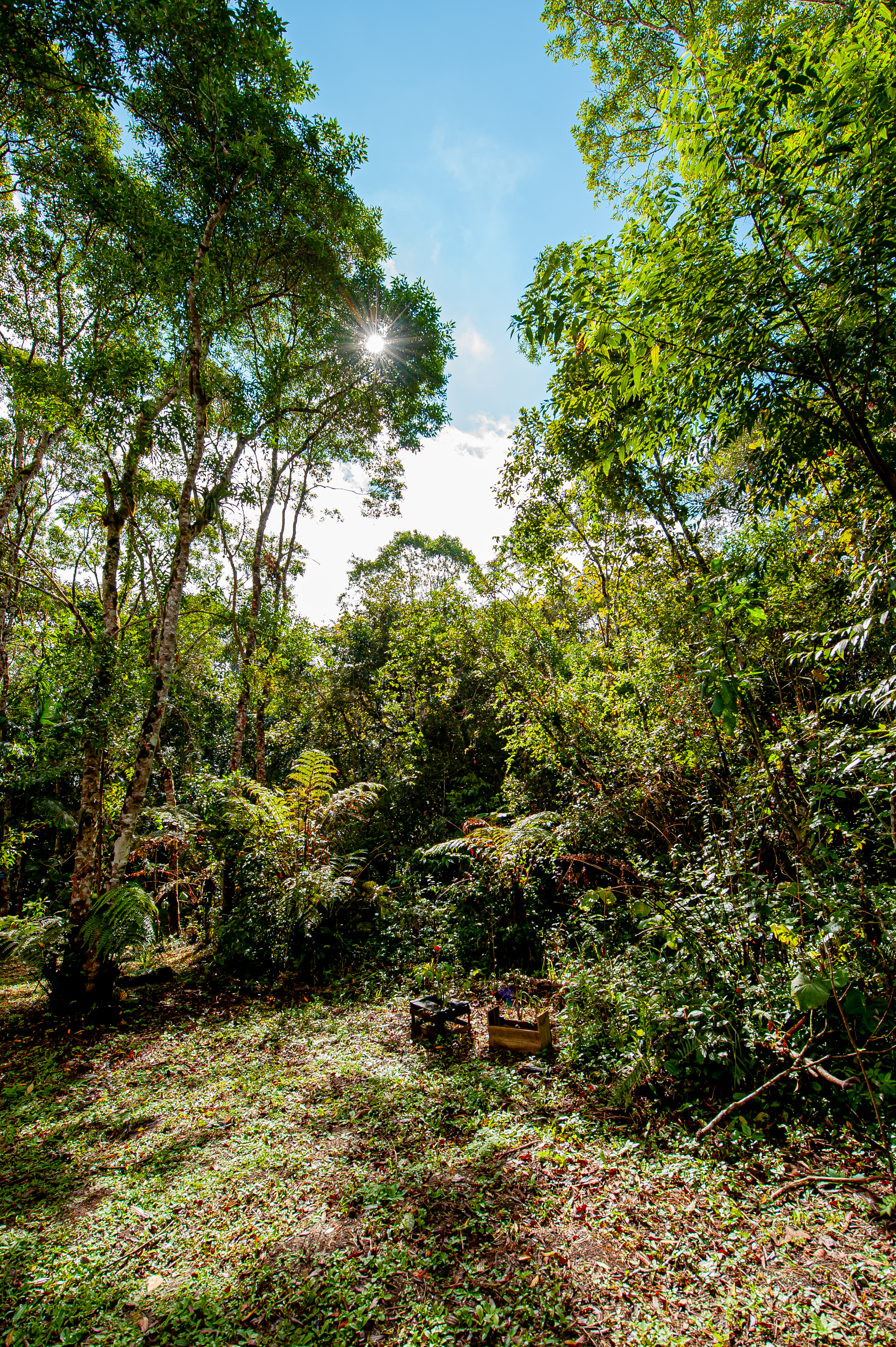 C.Forrageira 040725 foto DanielDeak 0285