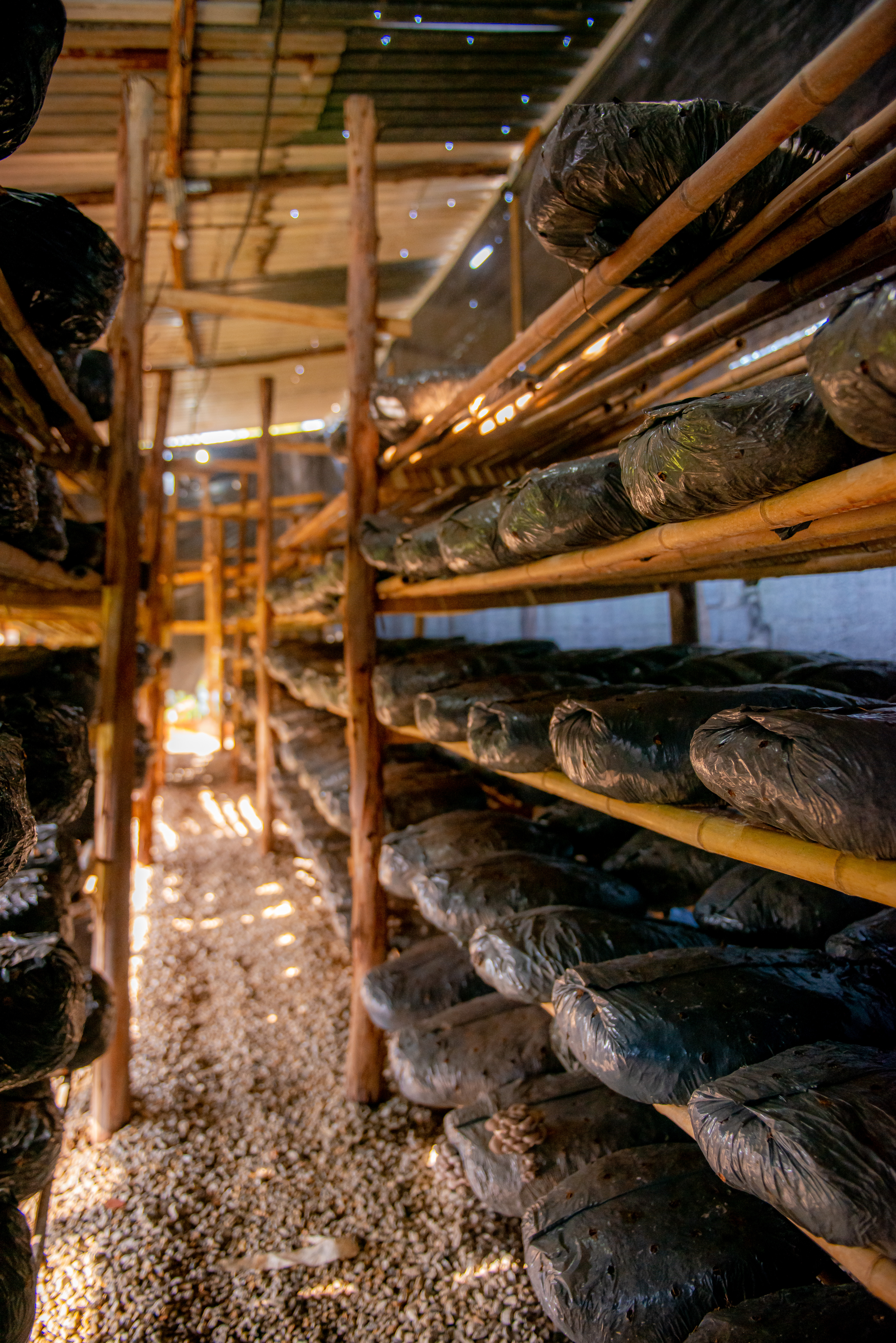 Coguli 010922 Foto Daniel.Deak 0013