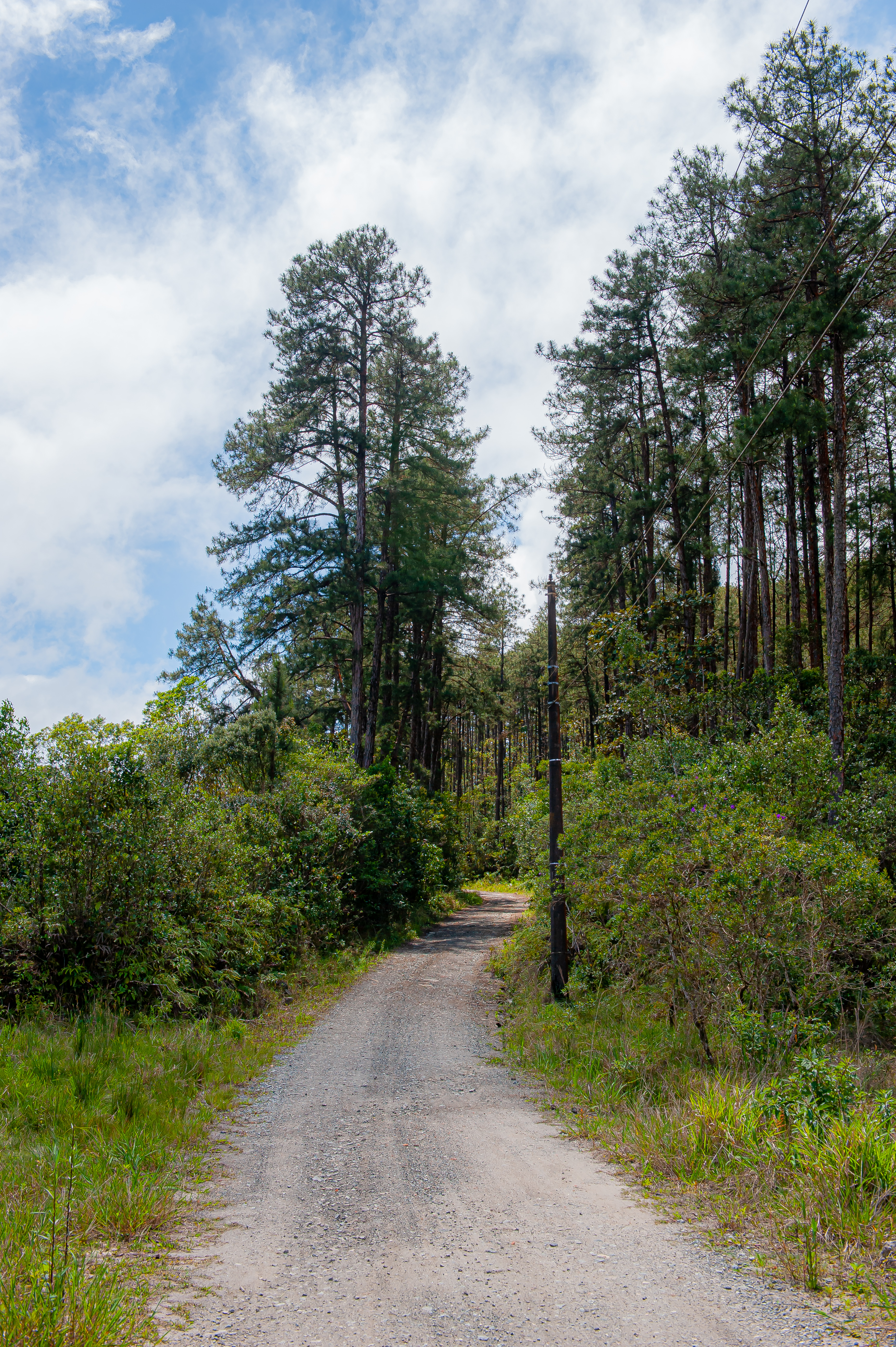 Parque Serra do Mar 32.10.22 Foto Daniel Deak 0121