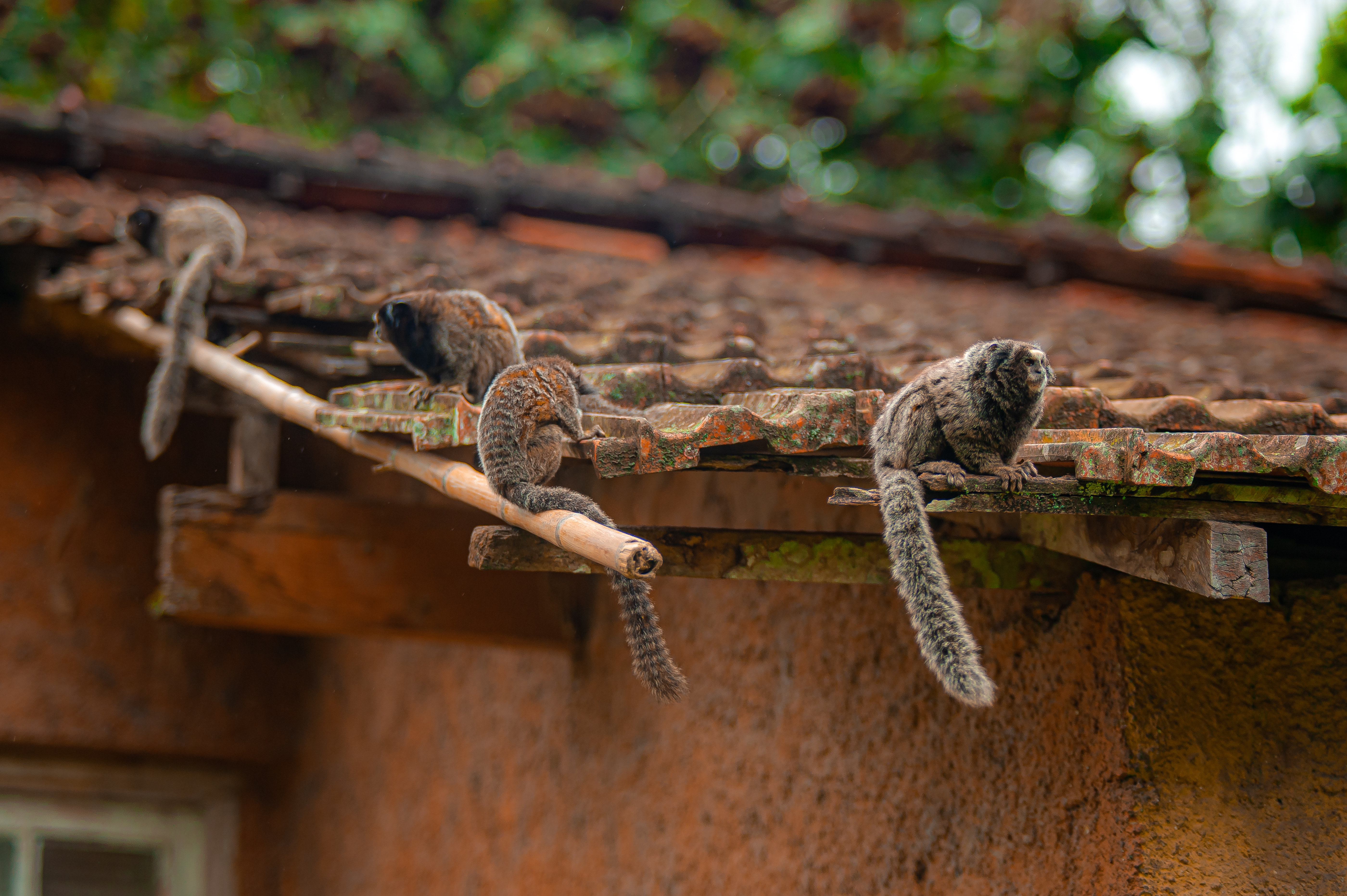 Parques Munic. Parelheiros 17.10.22 Foto Daniel Deak 1946