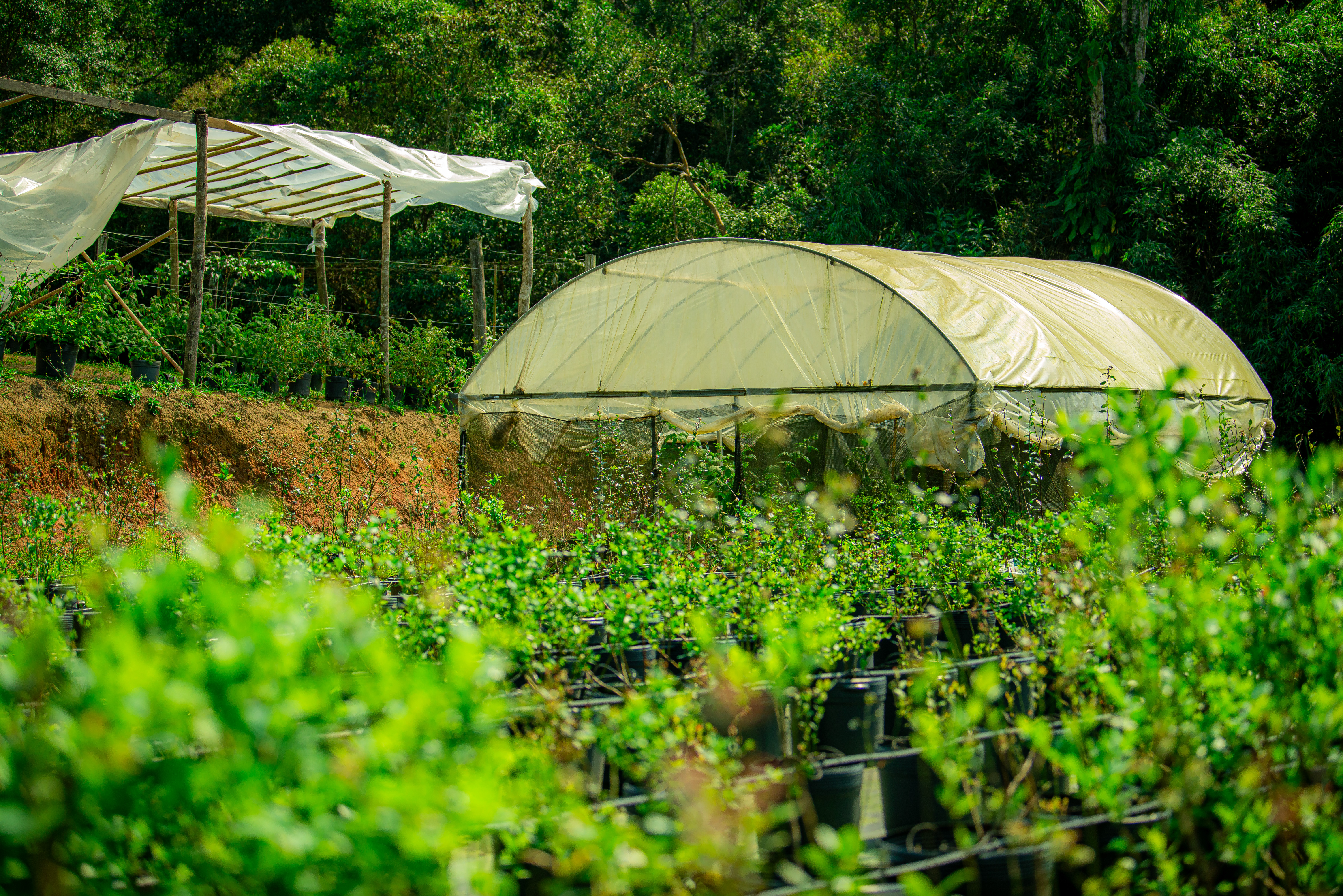 Campo.Verde 24.08.23 fotos.Daniel.Deak 0480