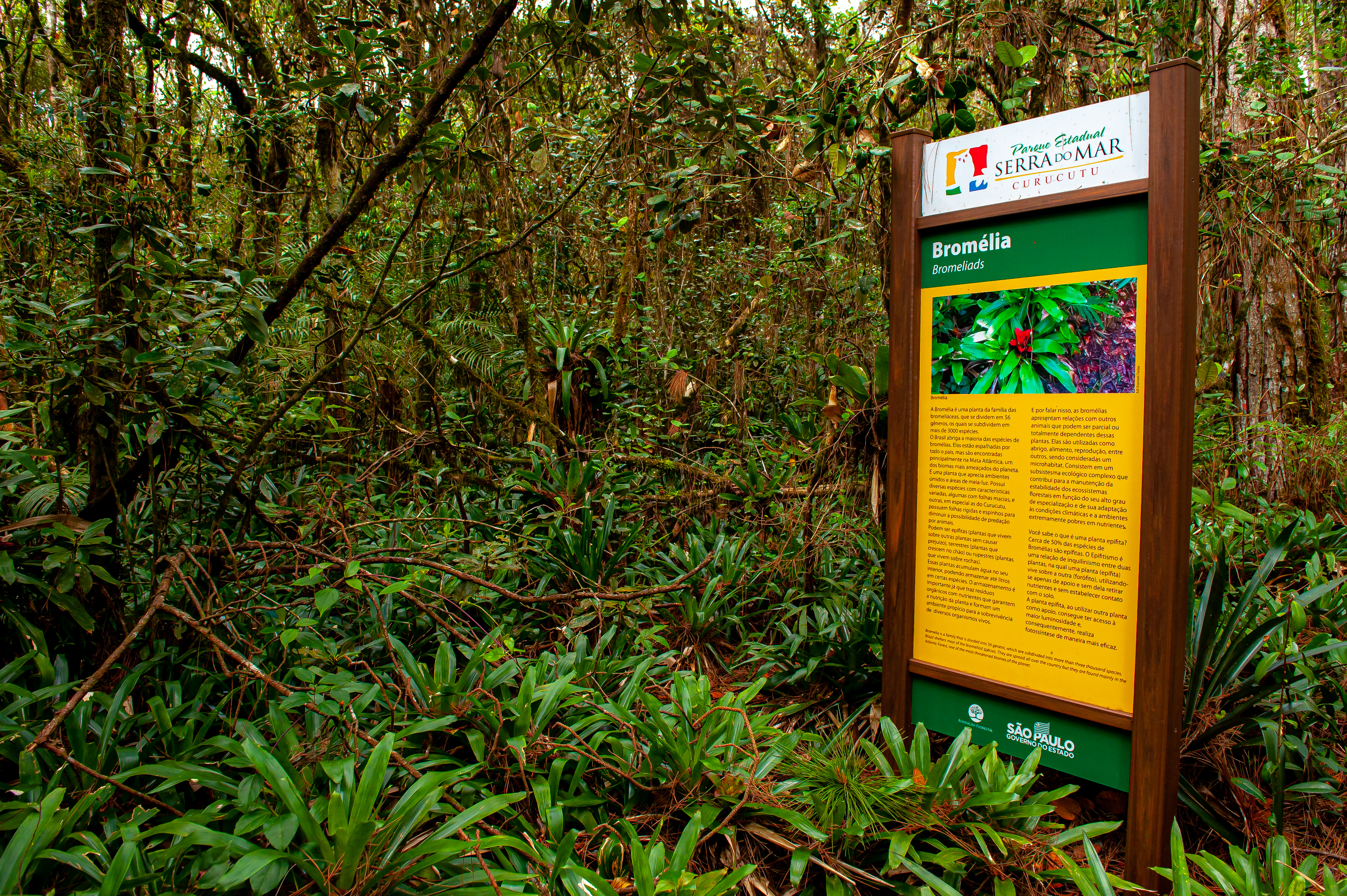 Parque Serra do Mar 32.10.22 Foto Daniel Deak 0389